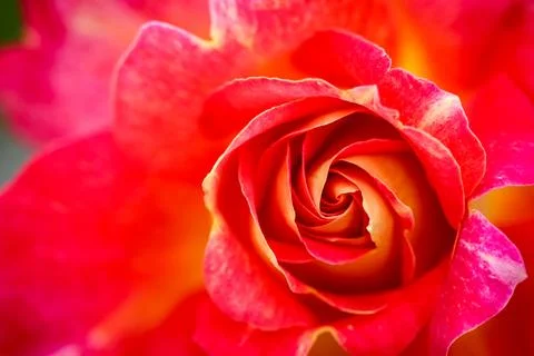 Rose petals forming a vibrant red and yellow spiral, showing beauty, romanc.. Photos