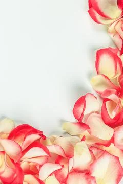Rose petals frame. Soft selective focus. Stock Photos