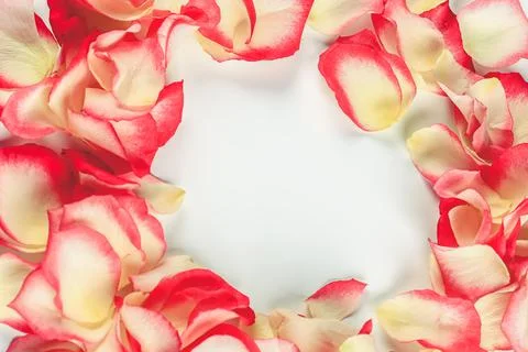 Rose petals frame. Soft selective focus. Stock Photos