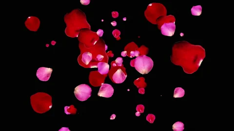 Rose petals generating and floating around 4K UHD footage Stock Footage