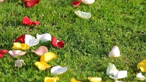 Rose petals on green grass 库存影片 80489955