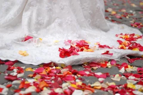 Rose petals on ground Stock Photos