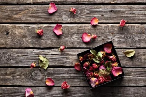 Rose petals inside open gift box. Stock Photos