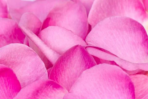 Rose petals in a large quantity (the background image). Stock Photos