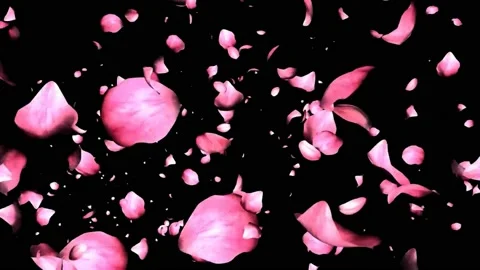 Rose petals motion graphics with night background Stock Footage 133623501