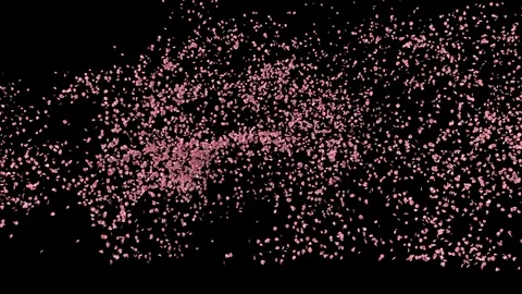 Rose petals or pink cherry  blossoms  blizzard Stock Footage 124006217