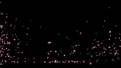 Rose petals or pink cherry  blossoms  blizzard flying across screen Stock Footage 124094918