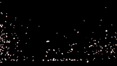 Rose petals or pink cherry  blossoms  blizzard flying across screen Stock Footage 124167966
