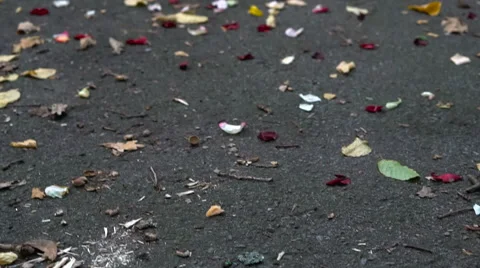 Rose petals on the pavement Vídeo Stock 66688322