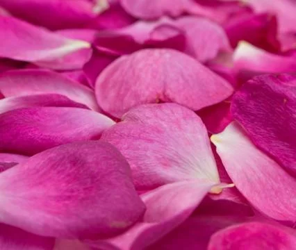 Rose petals Stock Photos