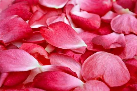 Rose petals Foto stock