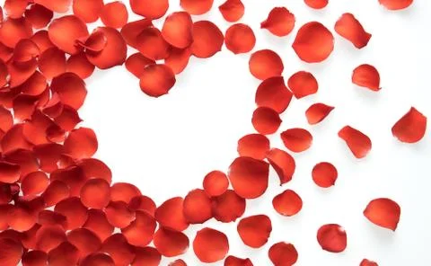 Rose petals Stock Photos
