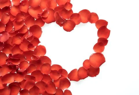 Rose petals Stock Photos
