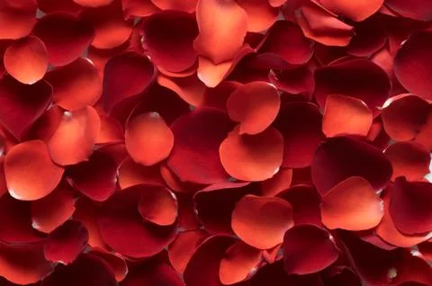 Rose petals Stock Photos