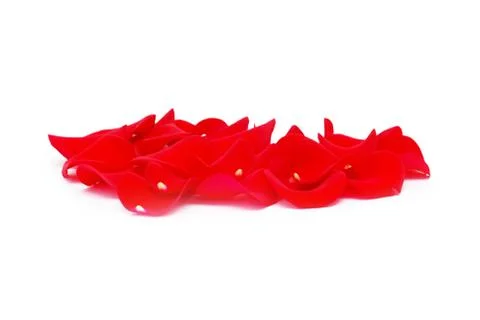 Rose petals Stock Photos