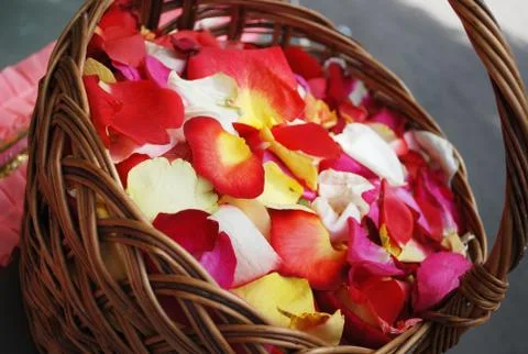 Rose petals Stock Photos