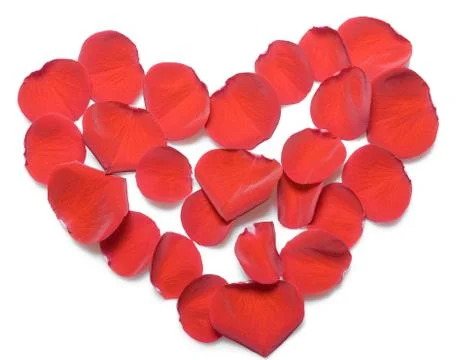 Rose petals Stock Photos