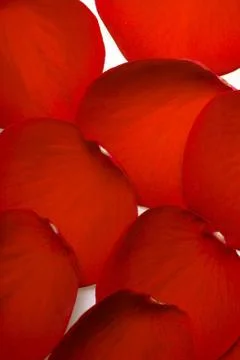 Rose Petals Stock Photos