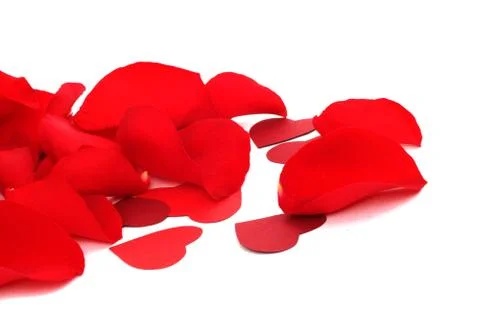 Rose petals Stock Photos