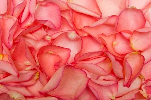 Rose petals Stock Photos