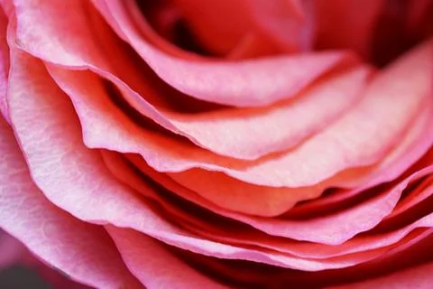 Rose petals Stock Photos