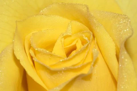 Rose petals Stock Photos
