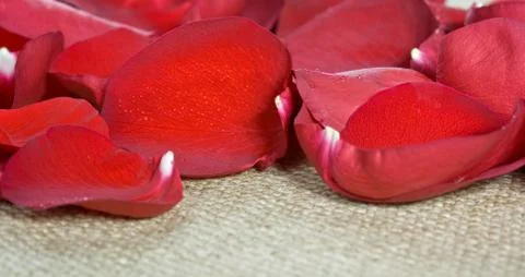 Rose petals Stock Photos