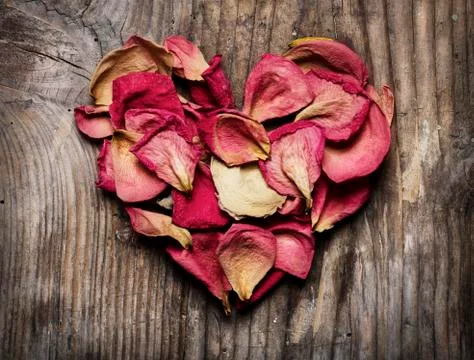 Rose petals Fotos Stock