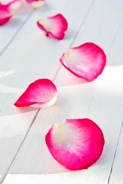 Rose petals Stock-Fotos