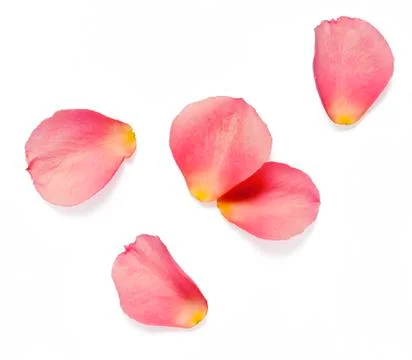 Rose petals Stock Photos