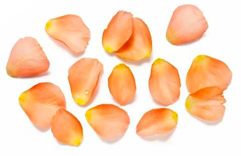Rose petals Stock Photos