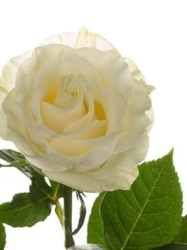 With rose petals Stock Photos