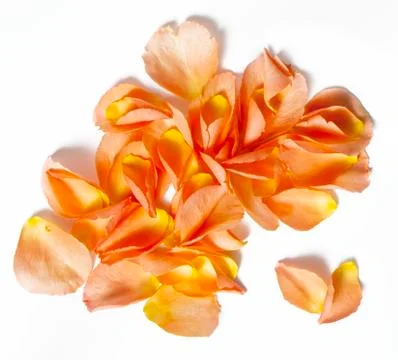 Rose petals Stock Photos