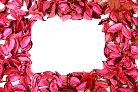 Rose petals Stock Photos
