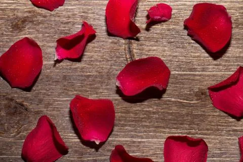 Rose Petals Stock Photos