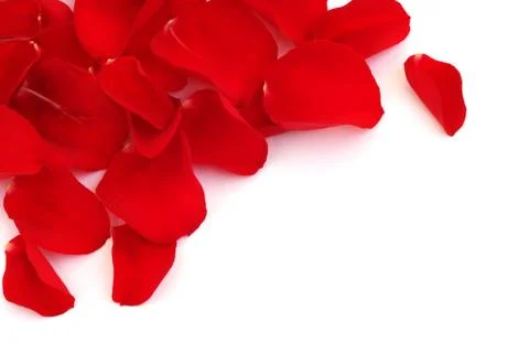 Rose petals Stock-Fotos