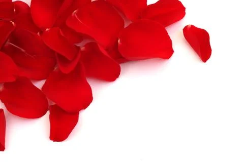 Rose petals Stock Photos