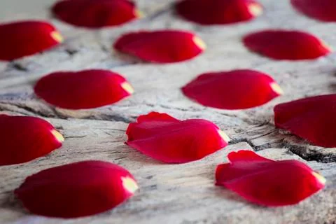 Rose petals 스톡 사진