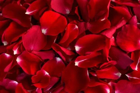 Rose petals Stock Photos