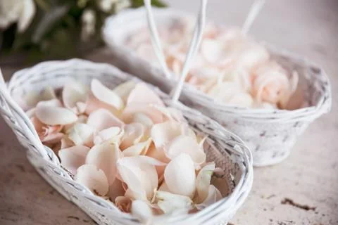 Rose petals Stock Photos