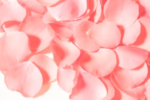 Rose petals Stockfoto's