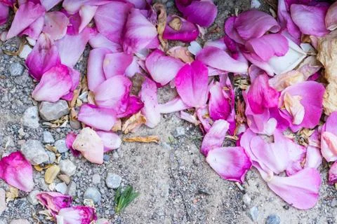 Rose petals Stock Photos