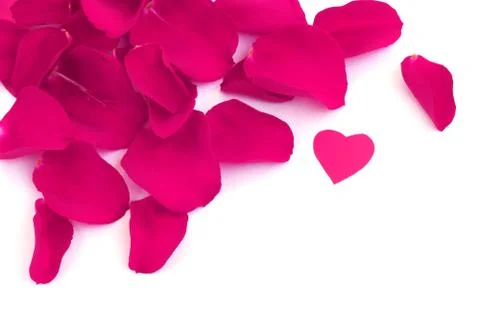 Rose petals 库存照片