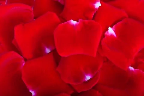 Rose petals Stock Photos