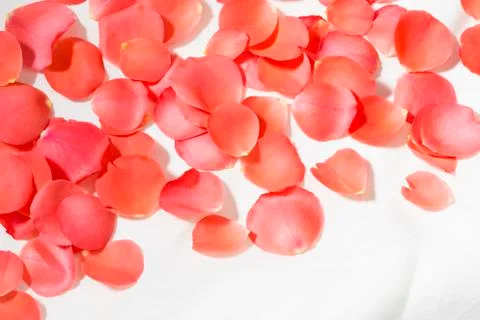 Rose petals Фото