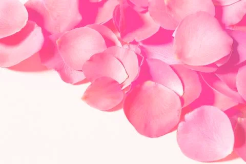 Rose petals Stockfoto's