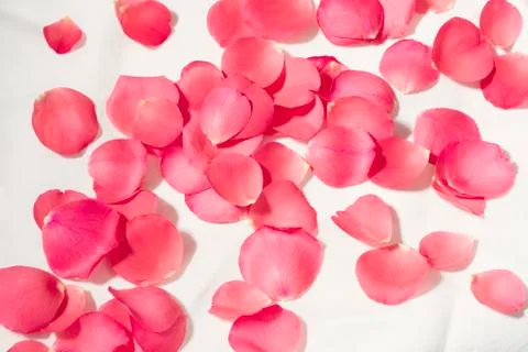 Rose petals Фото