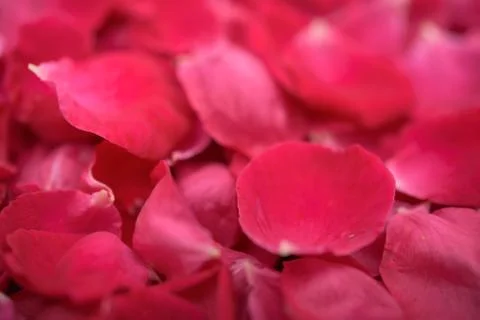 Rose petals Stock Photos