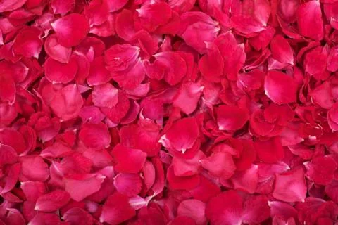 Rose petals Stock Photos
