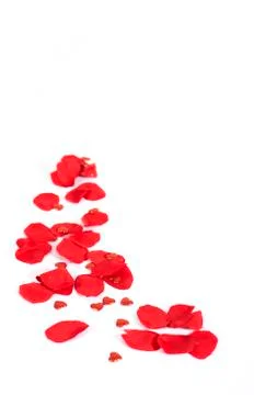 Rose petals Stock Photos